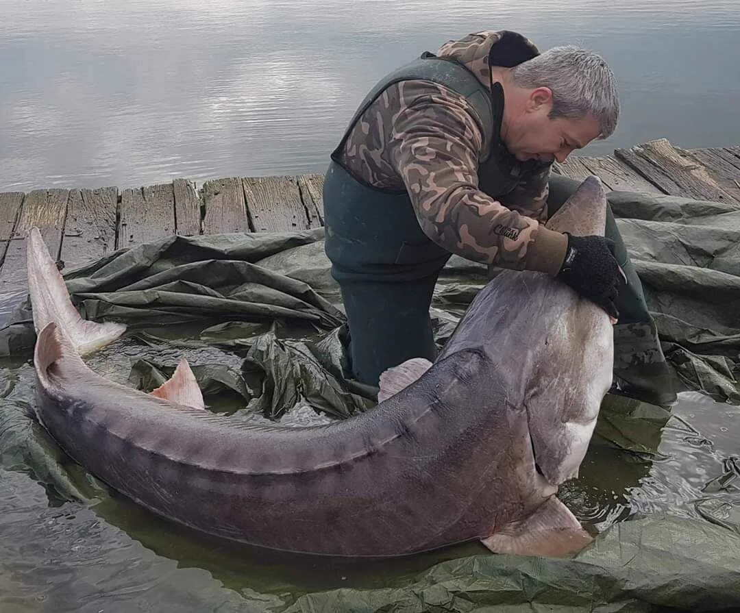 Самая ценная рыба в россии