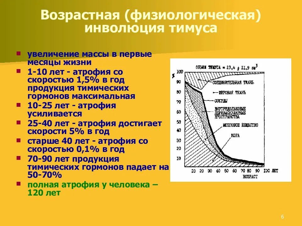 Возраст железа. Возрастная инволюция вилочковой железы. инволюция тимуса возраст. физиологическая инволюция тимуса начинается:. возрастные изменения тимуса.
