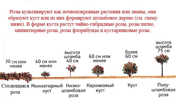 Высота саженца розы 10 см какой высоты. Классификация роз. Виды роз таблица. Классификация парковых роз. Форма куста розы.