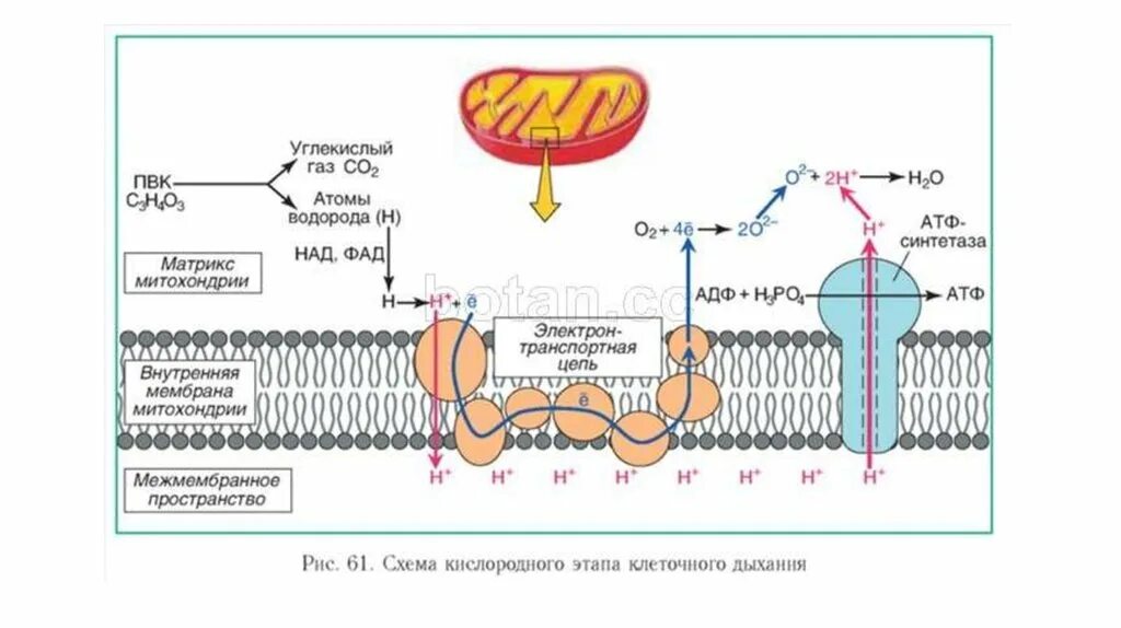 Схема клеточного дыхания в митохондриях. Кислородное дыхание схема. Схема кислородного этапа клеточного дыхания. Синтез АТФ В митохондриях схема. Митохондрия аэробный