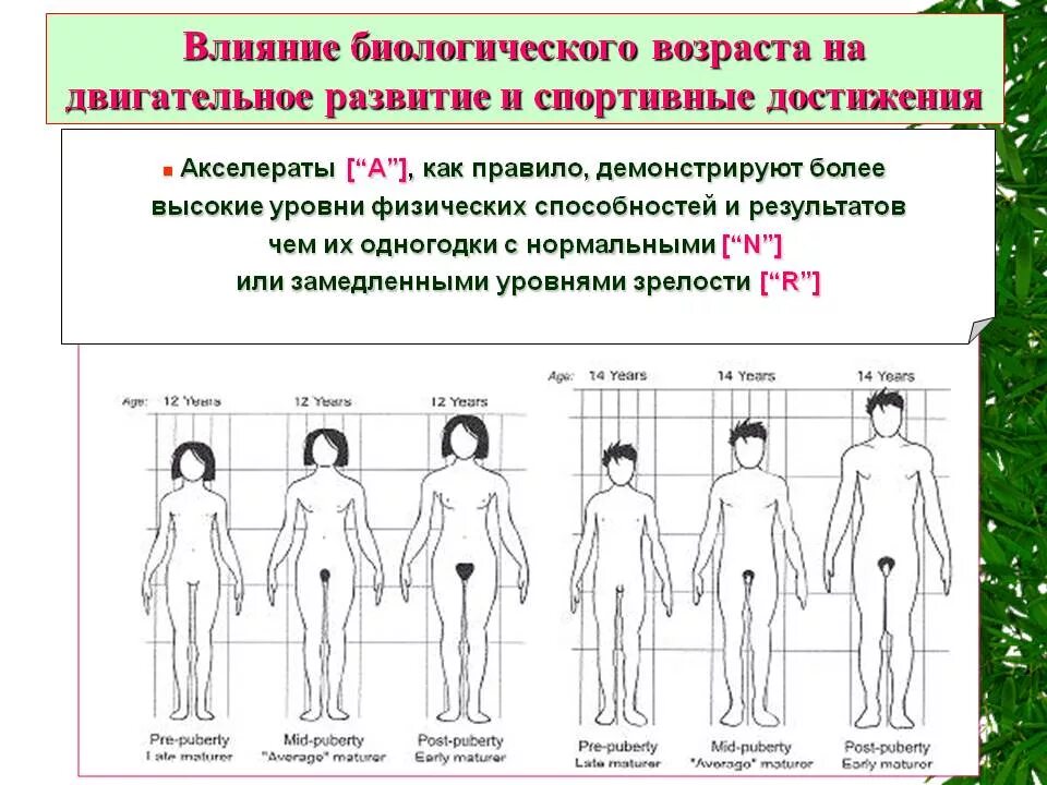 До скольки лет можно лежать. Этапы полового развития у детей. Этапы полового развития девочки. Периоды развития девочки. Стадии полового созревания у девушек.