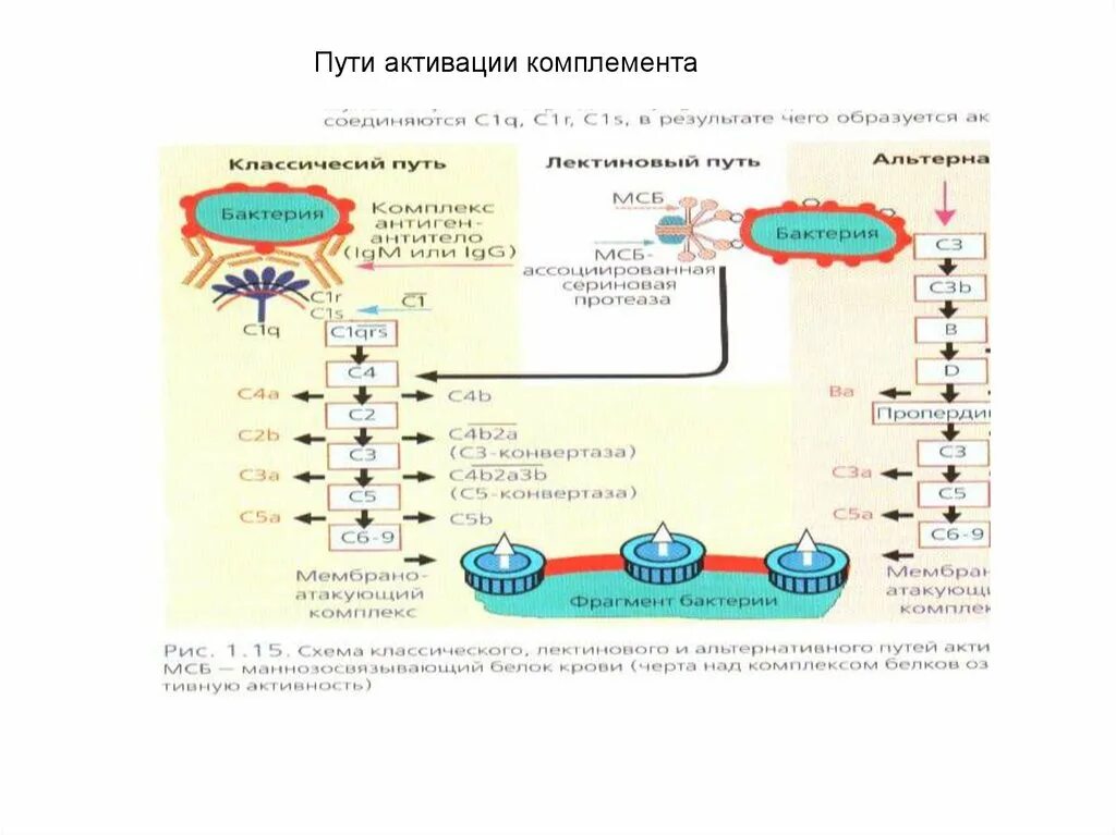 Лектиновый путь комплемента. Система комплемента лектиновый путь. Лектиновый путь активации системы комплемента. Активация системы комплемента 3 схемы. Схема активации комплемента.