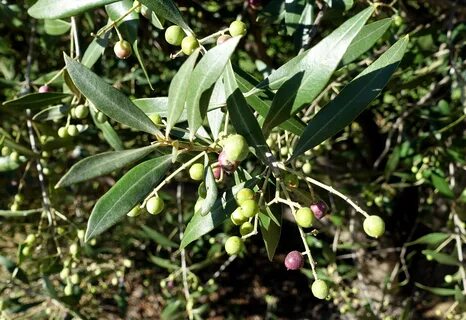 Olea europaea fruit extract