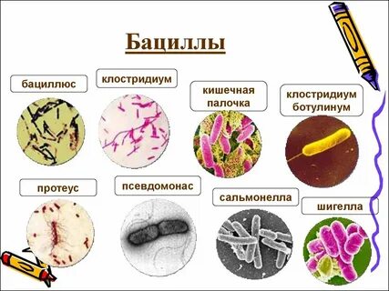 К палочковидным бактериям относятся