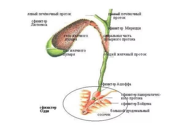 Желчный пузырь сфинктер Люткенса. Анатомия желчного пузыря сфинктеры. Строение внепеченочных желчных путей. Внепеченочные желчные протоки анатомия. Сфинктер латынь