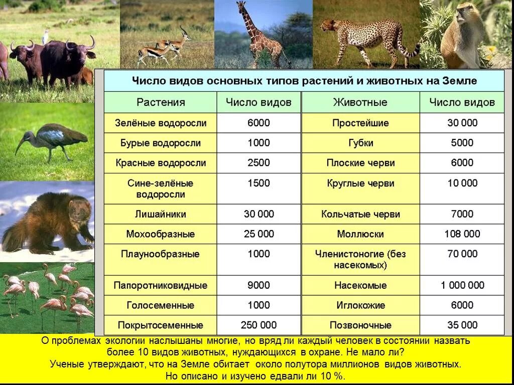 Зверь какое число. Численность видов животных. Сколько видов животных на земле. Численность видов растений и животных. Соотношение численности видов животных.