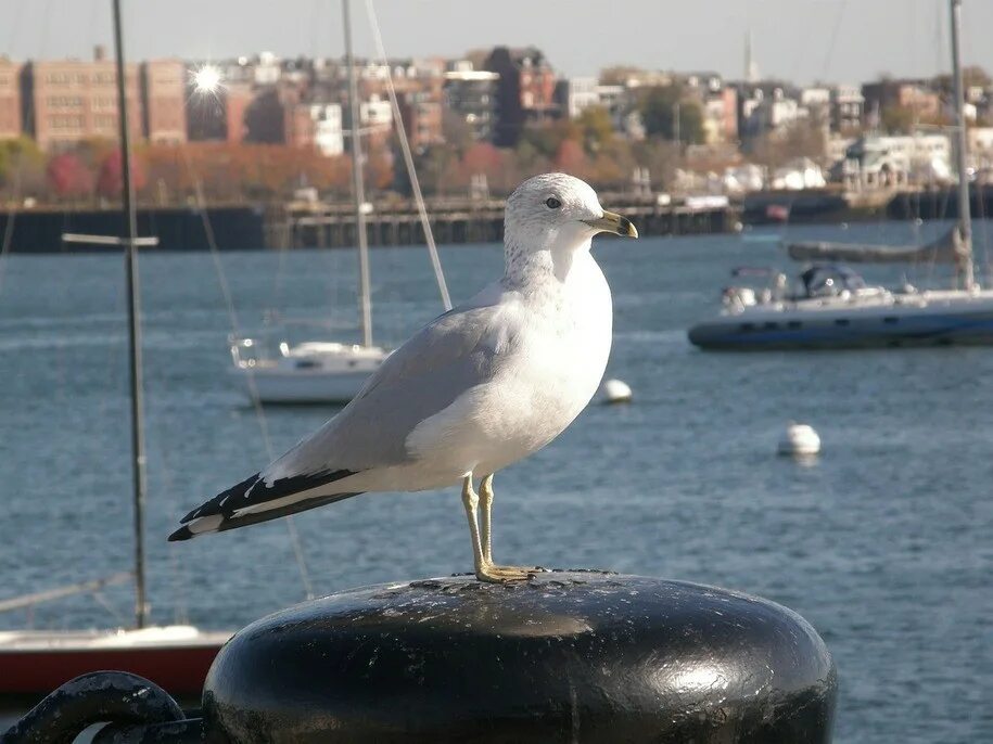 Seagul. Альбатрос балтийский птица. Большая морская чайка (larus marinus). Чайка пегая. Дети чайки.