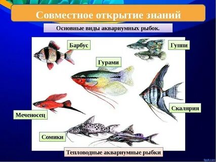 Конспект аквариумные рыбы