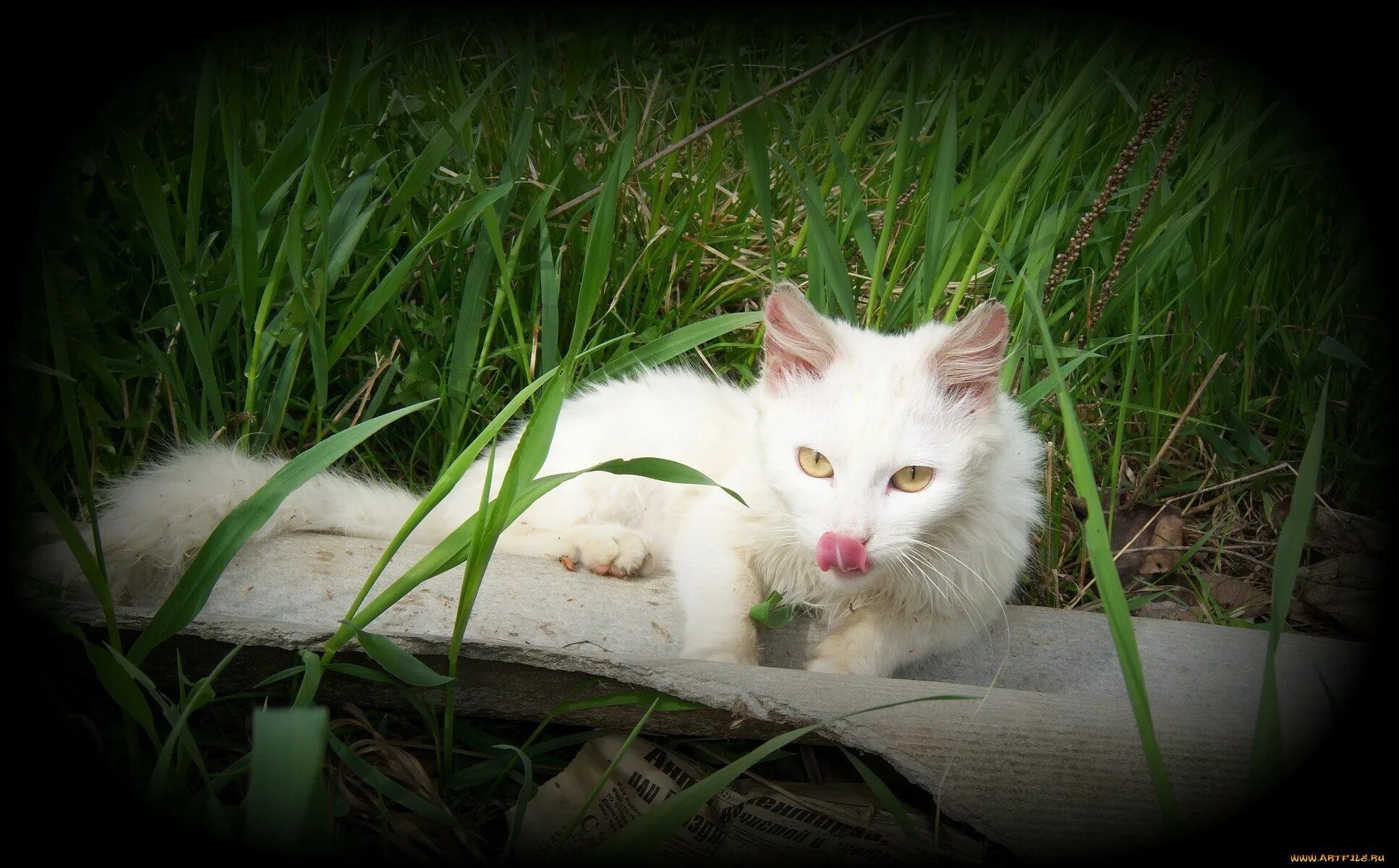 Кошка белая. Белый кот на природе. Красивые белые кошки на природе. Белая кошка на траве. Музыка белая кошка