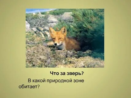 Животные обитающие в природной зоне