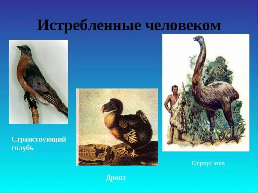 Животные уничтоженные человеком. Истребленные народы. Истребленные народы. Животное которое вымерло по вине человека. Животные истребленные человеком.
