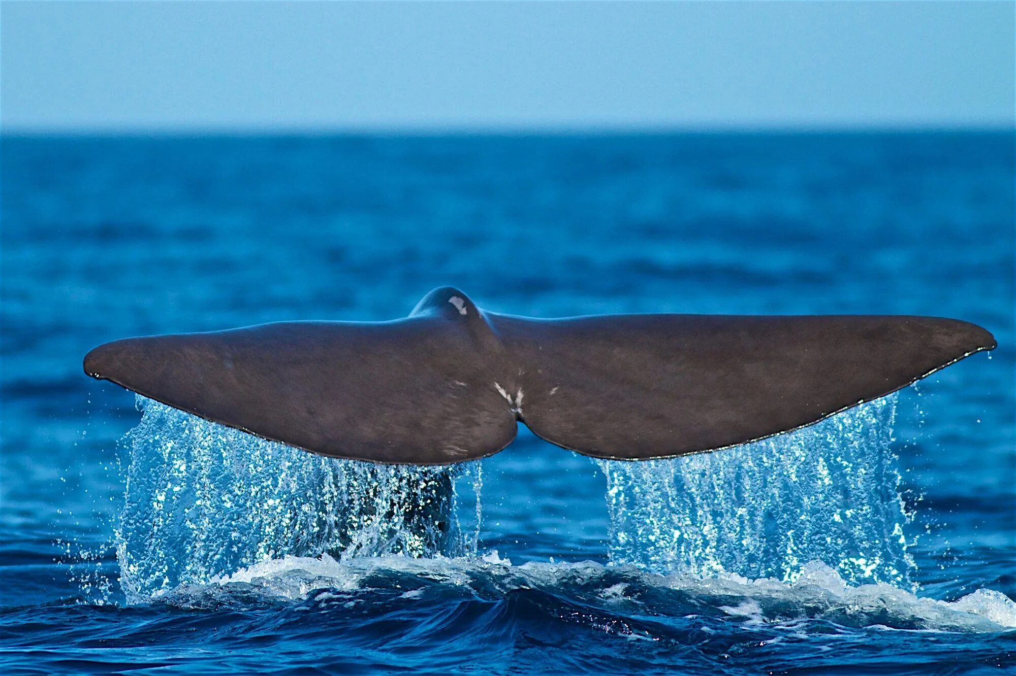 Китообразные Кашалот. Белый кит Кашалот. Кит Кашалот фото. Хвост кашалота.