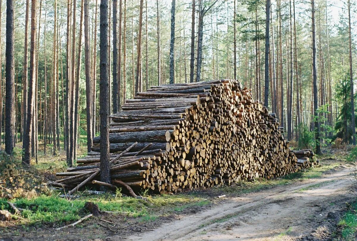 лесная промышленность европейского севера. гора бревен. складирование лесоматериалов. лесной склад лесистый. лесная промышленность германии лесозаготовка лесопиление.