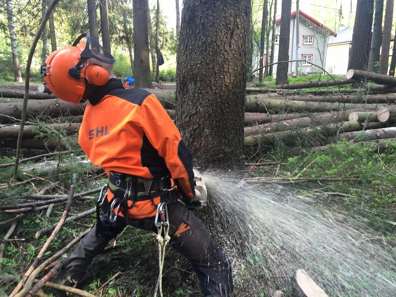 Веревка для валки деревьев. Валка деревьев частями. Валка больших деревьев. Валка деревьев на участке. Валка деревьев частями.