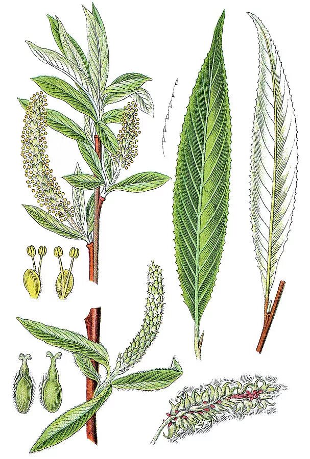 Ива остролистная семена. Ива белая — Salix Alba семена. Ива ломкая листья. Ива остролистная соцветия. Форма листа ивы
