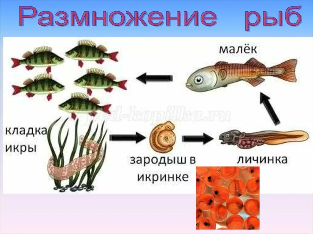 Размножение рыб. Этапы размножения рыб. Размножение рыб схема. Стадии развития рыбы схема.