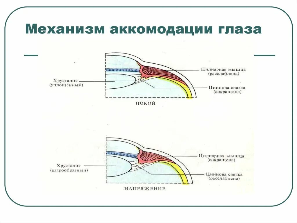 Какая структура обеспечивает аккомодацию. Физиологические механизмы аккомодации глаза. Аккомодация глаза. Механизмы аккомодации глаза. Механизм сужения зрачка при аккомодации. Механизм изменения кривизны хрусталика.