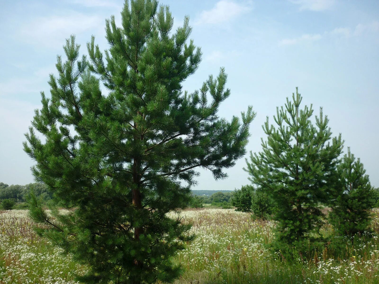 Сосна гельдрейха малинки. Сосна обыкновенная candlelight. Сосна кедровая сибирская сибирский кедр сеянец. Подрост кедра. Малая сосна.