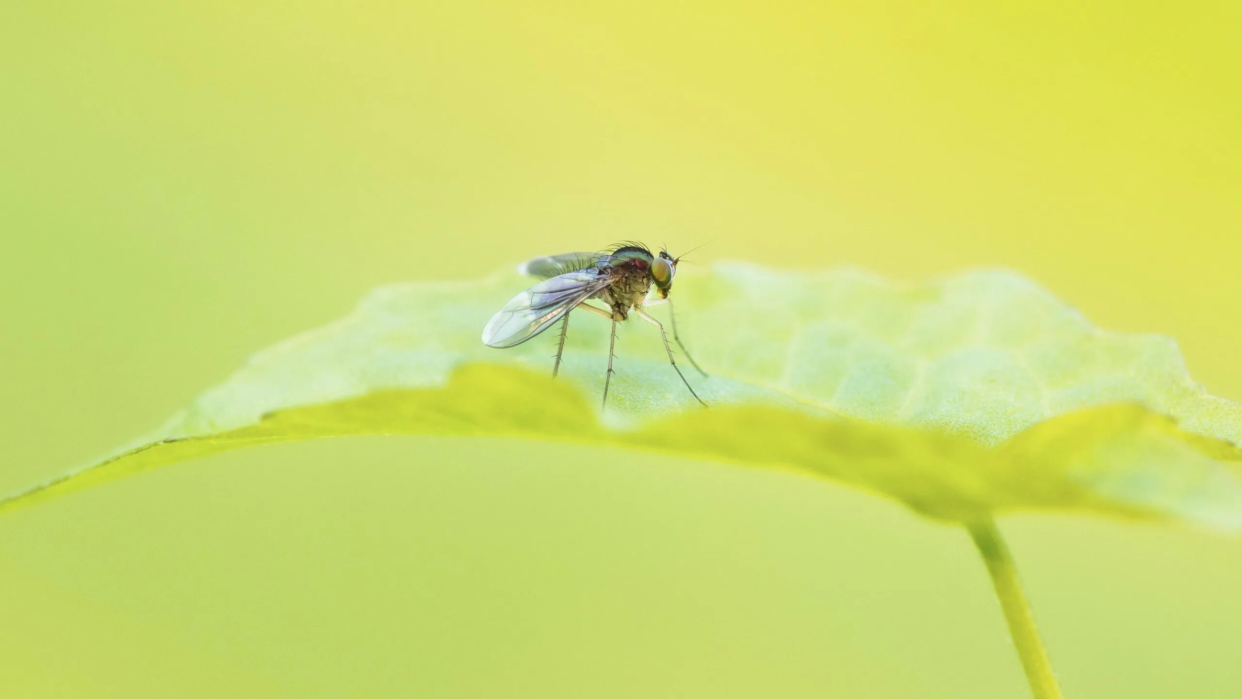 Рабочий стол fly. Муха. Фон мухи. Фон для презентации Муха. Обои на рабочий стол Муха.