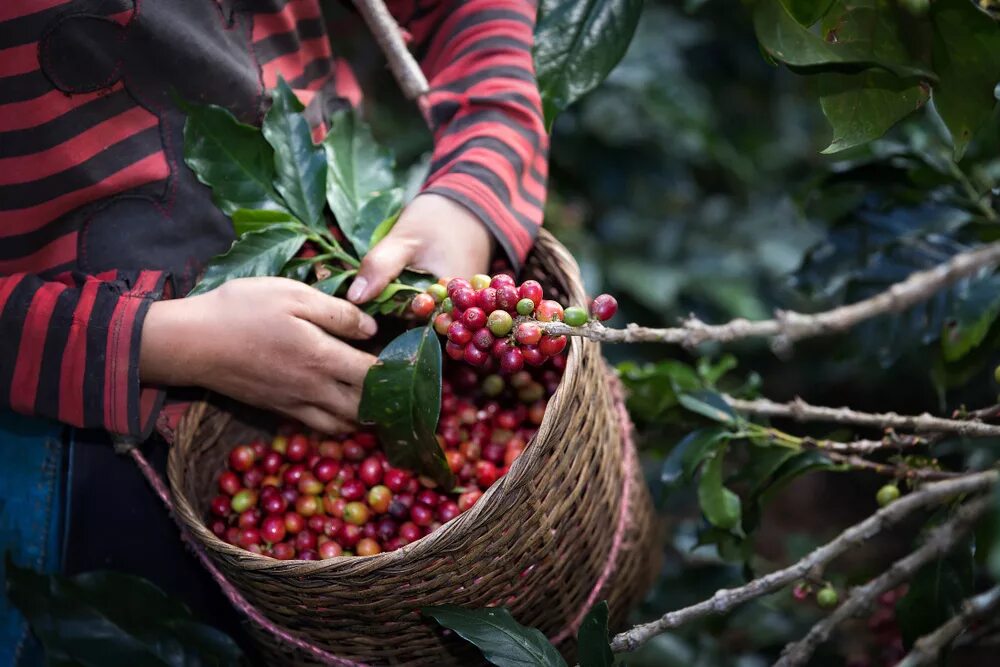 IMAGE_E8AA4578-4E68-4356-87FD-8085F1EE9CE7.JPG Planta de cafe, Tipos de cafe, Gr