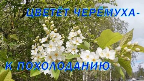 Цветет черемуха к похолоданию