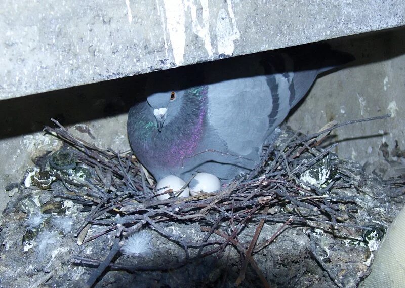 сношение птиц. клинтух птенцы. голубь гнездование. гнездо дикого голубя. голубь гнездование.