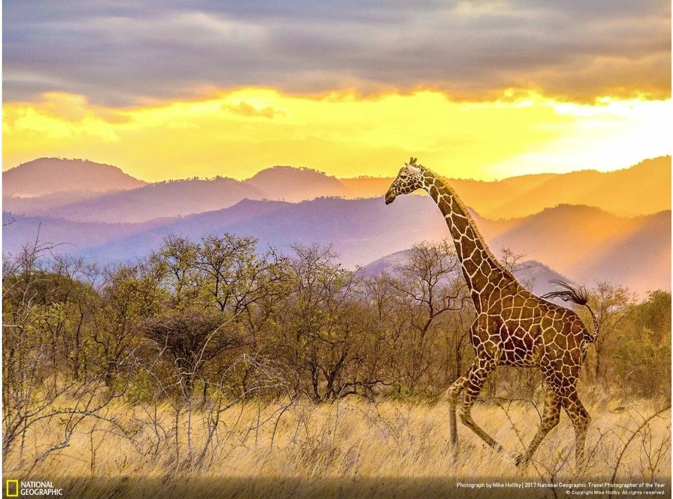 Нешенел джиографик. National Geographic фотографии. Пейзажи Нэшинал географик. Фотоконкурс животные Жираф.