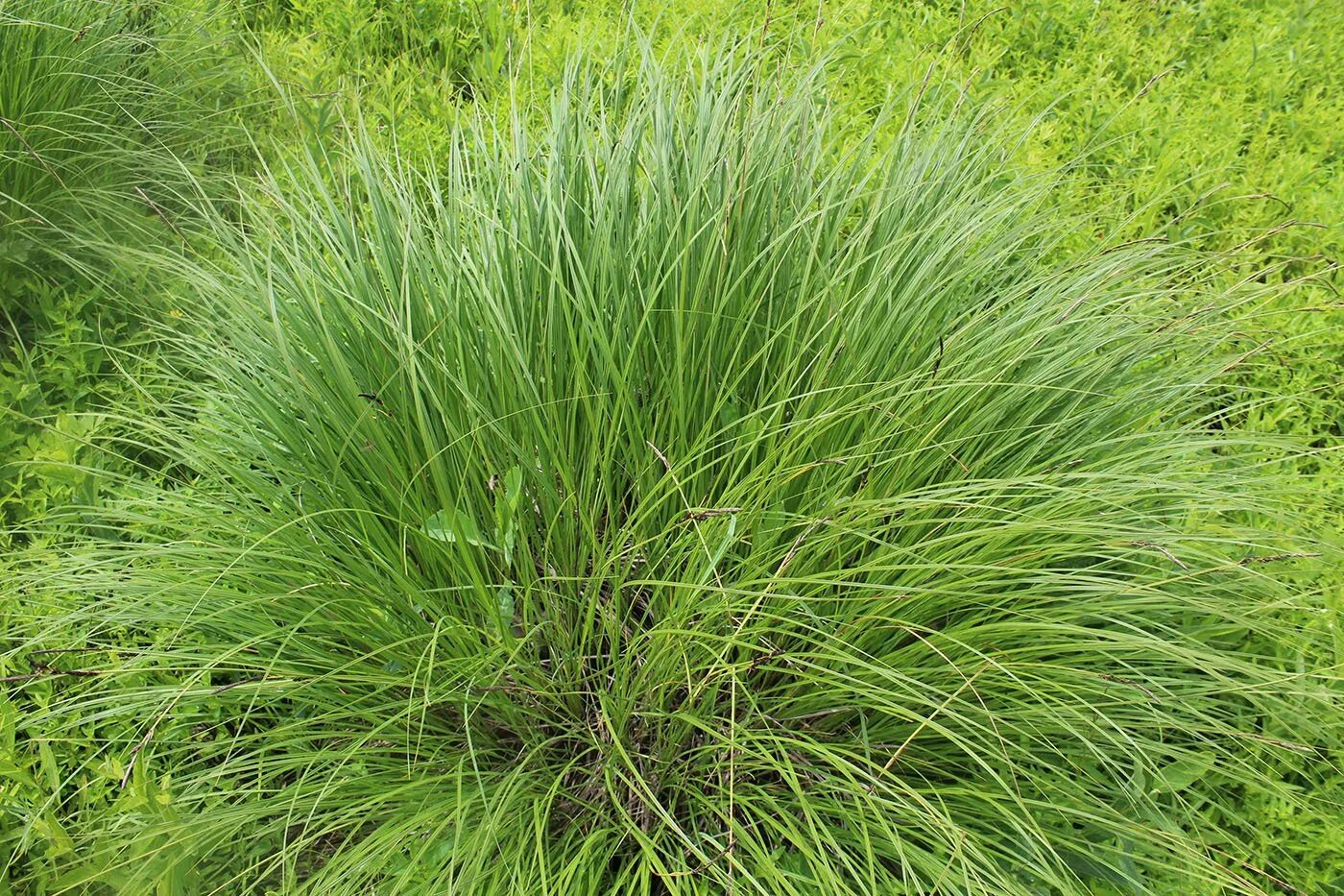 Как выглядит осока. Осока гладконосая. осока carex. осока волосовидная. осока гладконосая (carex leiorhyncha).
