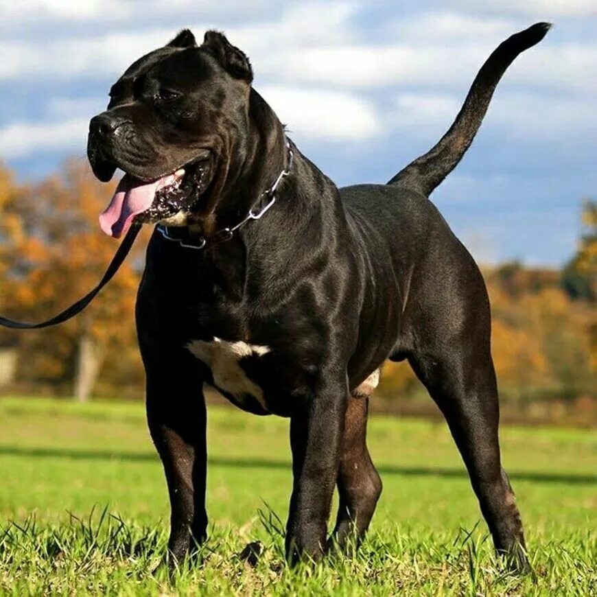 черный большой стоит. черный большой стоит. черная пантера ягуар меланист. бомбейская кошка длинношерстная. леопард меланист.