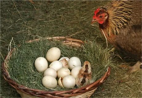 Hatch chickens before count don t they