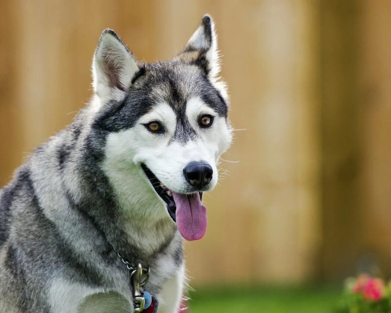 Хаски парк кольский полуостров. Хаски братья ). Хаски доги. Канадский хаски. Хаски парк териберка.
