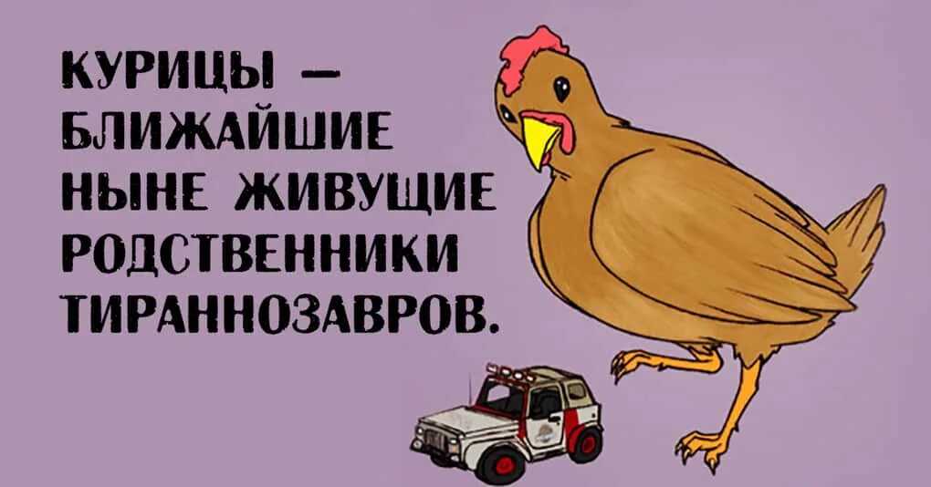 Динозавр прародитель курицы. Банкивские куры. Потомки динозавров. Курица потомок динозавров. Тираннозавр предок курицы.