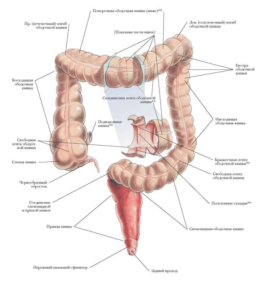 Строение толстой кишки анатомия. Отделы Толстого кишечника человека анатомия. Строение Толстого отдела кишечника. Строение Толстого кишечника анатомия. Изгиб кишечника
