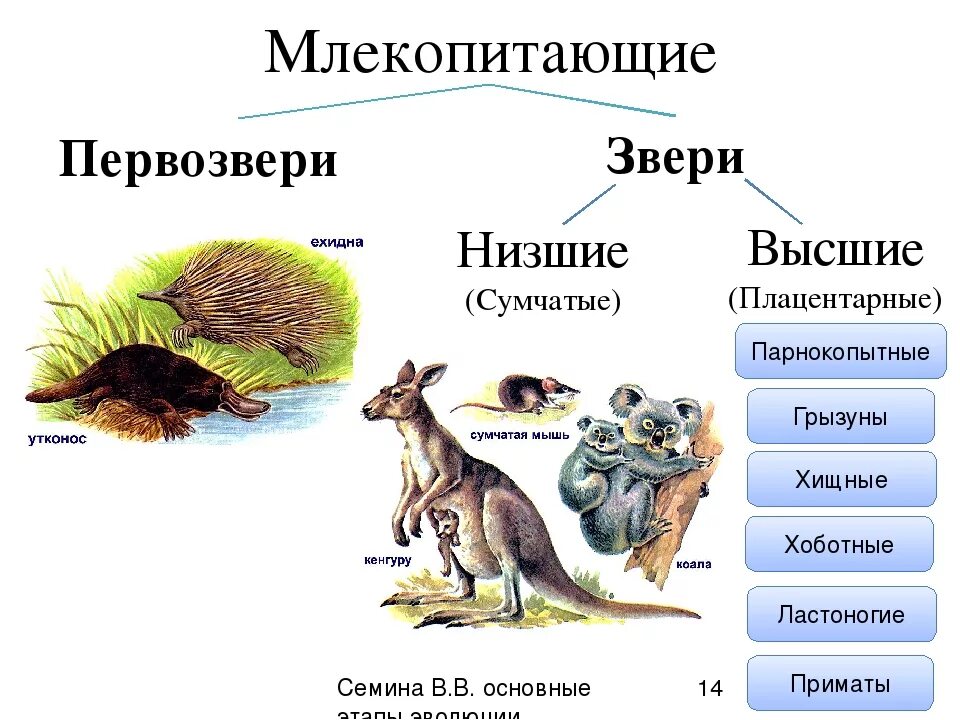 Высшие плацентарные звери. Классификация сумчатых животных. Отряды млекопитающих схема. Сумчатые классификация схема. Биология млекопитающие 7 класс отряд сумчатые.