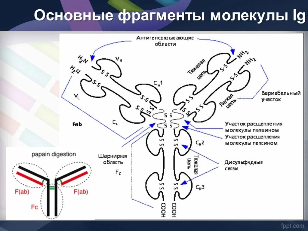 Схема строения молекулы иммуноглобулина g. Строение молекулы иммуноглобулина g. Схема молекулы иммуноглобулина g микробиология. Схема строения иммуноглобулина g.