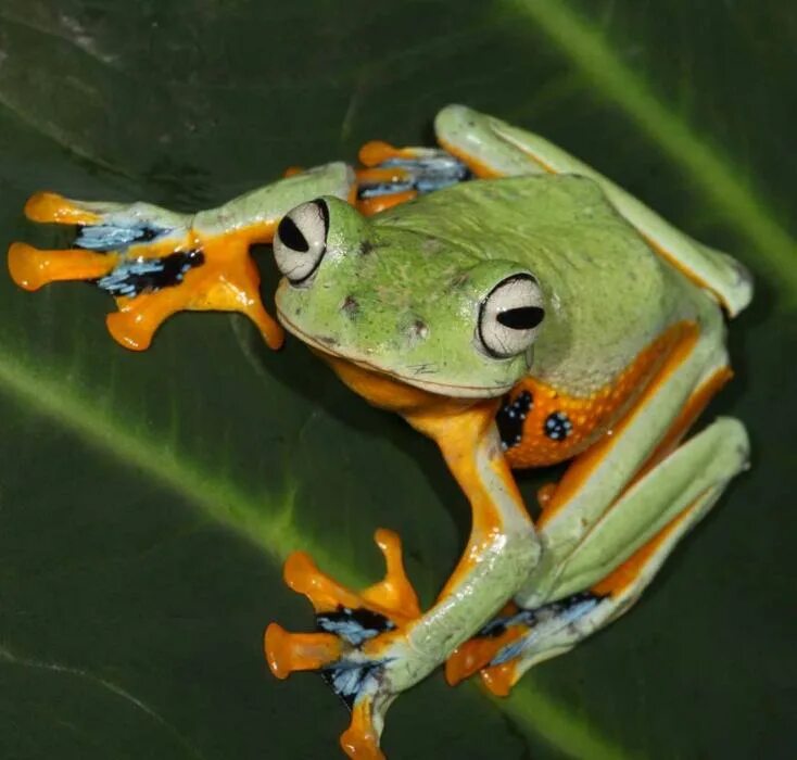 Лягушка веслоног. Лягушка чернолапый веслоног. Летающие амфибии. Летающие амфибии. Яванская летающая лягушка.