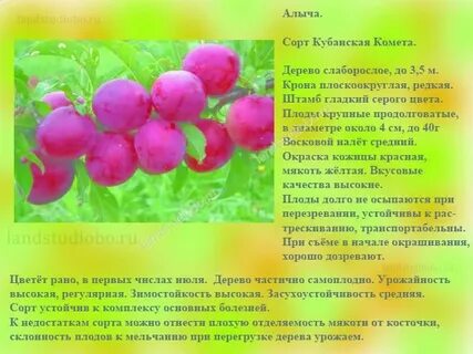 Сорт текст