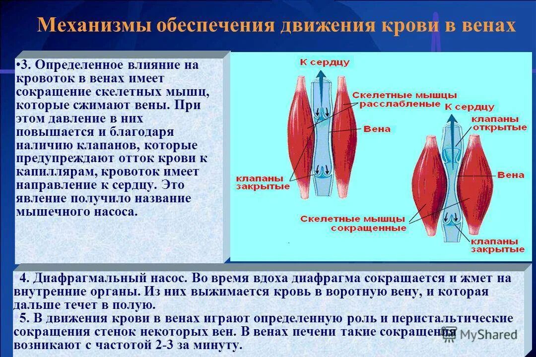 Механизмы движения крови в венах. Сокращение скелетных мышц. Движение крови в венах физиология. Сокращение скелетных мышц влияют на движение крови.