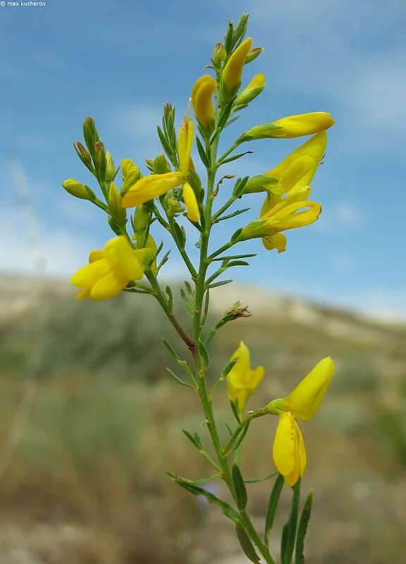 Продавец дрок уголь. Дрок донской. дрок германский. genista tanaitica. дрок донской красная.