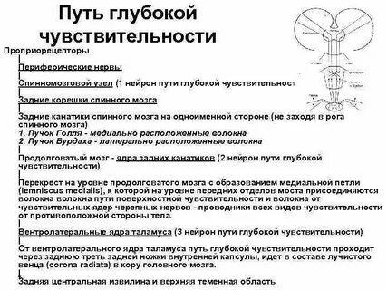 Чувствительность неврология