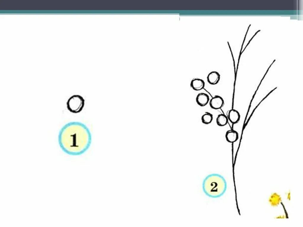 Рисование Мимоза. Мимоза раскраска для детей. Схема рисования мимозы. Схема рисования мимозы для детей.