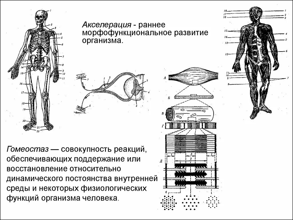 Формирование органов человека. Процесс акселерации. Акселерация человека. Примеры акселерации. Морфофункциональное развитие организма у детей и подростков - это.