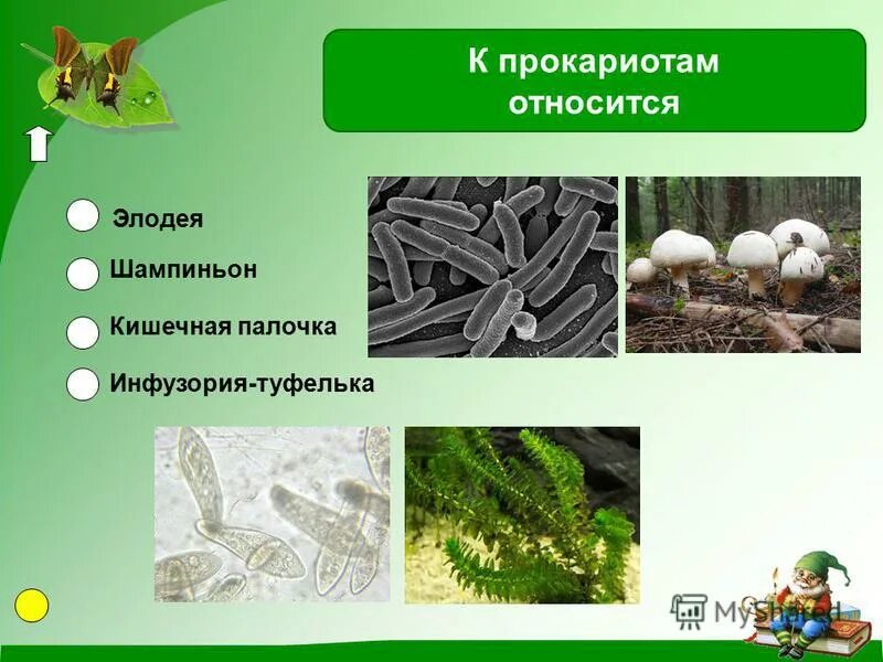 К прокариотным организмам относятся. К прокариотиотом относятся бактерии. К прокариотам относятся. Прокариоты примеры организмов.