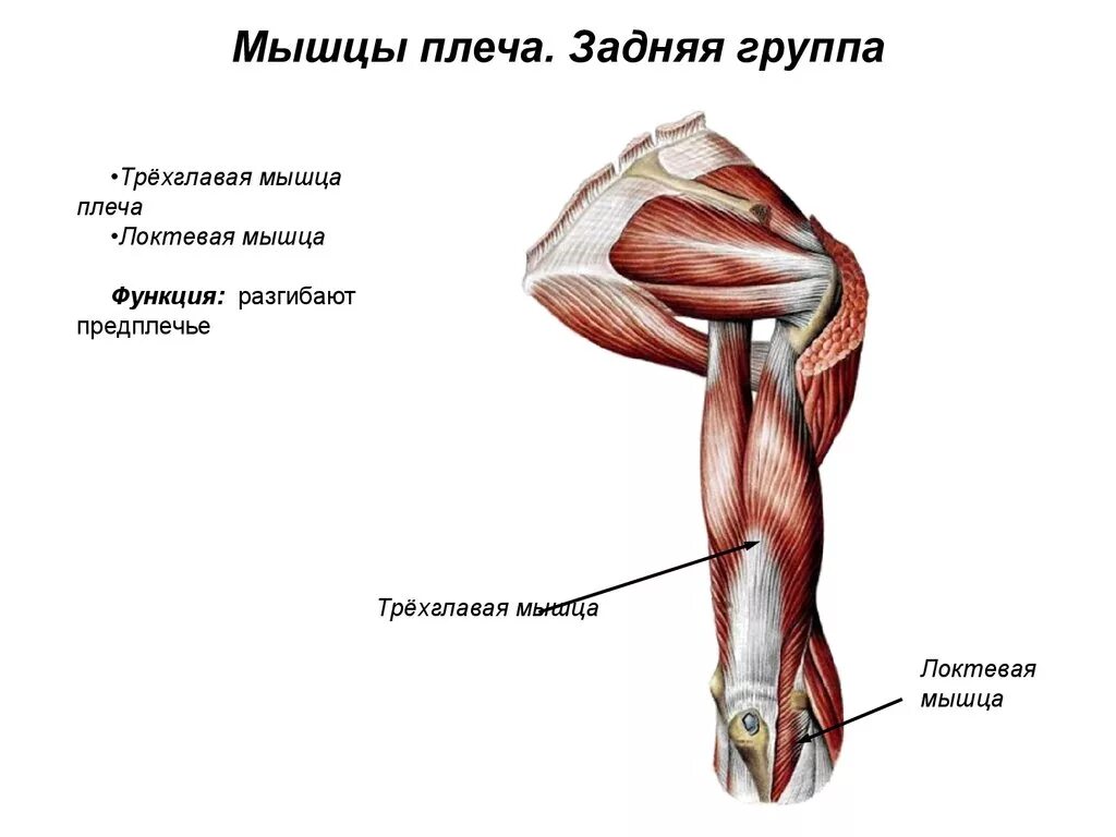 Мышцы приводящие в движение. Мышцы плеча передняя группа задняя группа. Мышцы плеча передняя группа сгибатели. Мышцы верхней конечности задняя группа плеча. Мышцы плеча задняя группа трехглавая мышца.