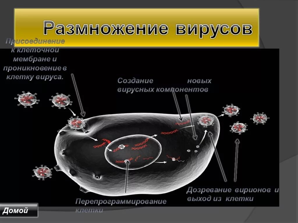 Механизм размножения вирусов. Вирусы размножаются. Размножение вирусов схема.