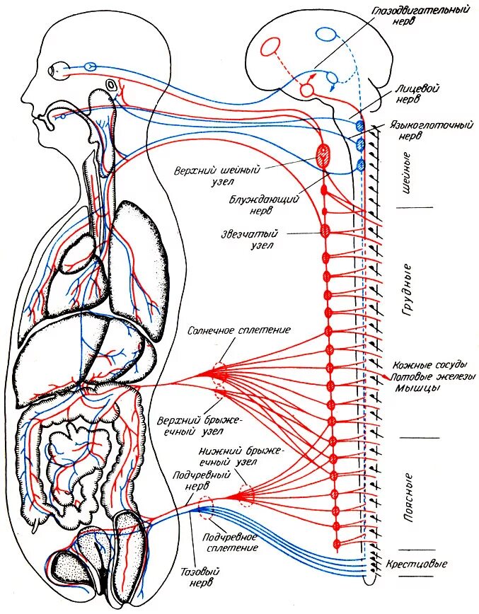 Вегетативные части тела. Парасимпатический отдел вегетативной нервной системы схема. Схема иннервации вегетативной нервной системы. Симпатическая нервная система анатомия сплетения. Симпатическая часть вегетативной нервной системы схема.