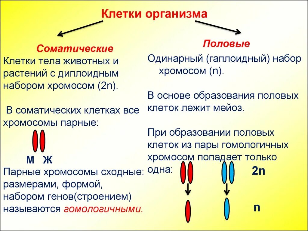 Сколько хромосом содержит эндосперм. Половые клетки n одинарный набор хромосом. Хромосомный набор клетки соматические клетки. Соматическая клетка это диплоидный и гаплоидный набор. Набор хромосом половой клетки 2n.