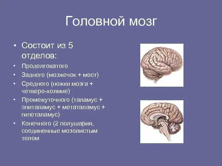 Из какого вещества состоят мозги. Головной мозг момтоитиз. Головрй мозг сомтоит и. Головной мозг состоит из отделов. Головной мозг состоит из пяти отделов.