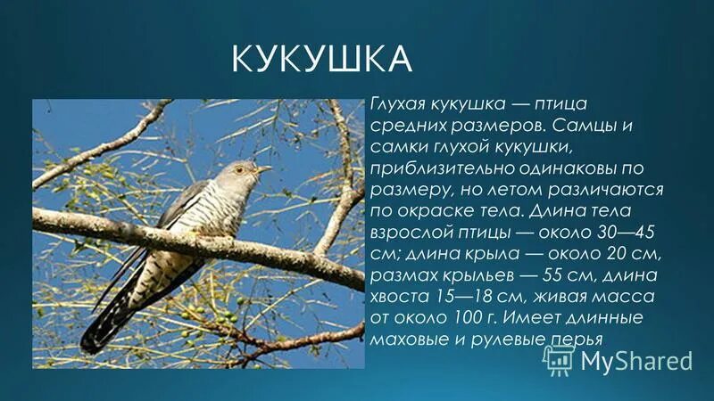 Жизнь кукушки небольшой рассказ. Кукушка красная книга. Глухая Кукушка красная книга. Кукушка описание. Кукушка доклад.