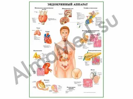 Органы эндокринного аппарата